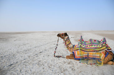 Camel,In,White,Dessert,,Landscape,Photography,And,Handicraft,Work,On