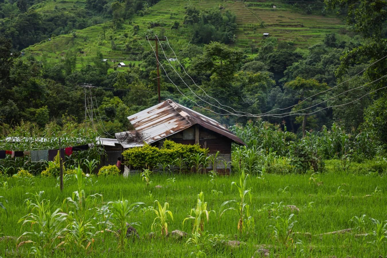 House terrace cultivation - shutterstock_779560153 (1)